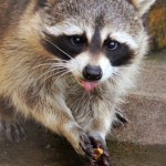 アライグマ／有害鳥獣駆除